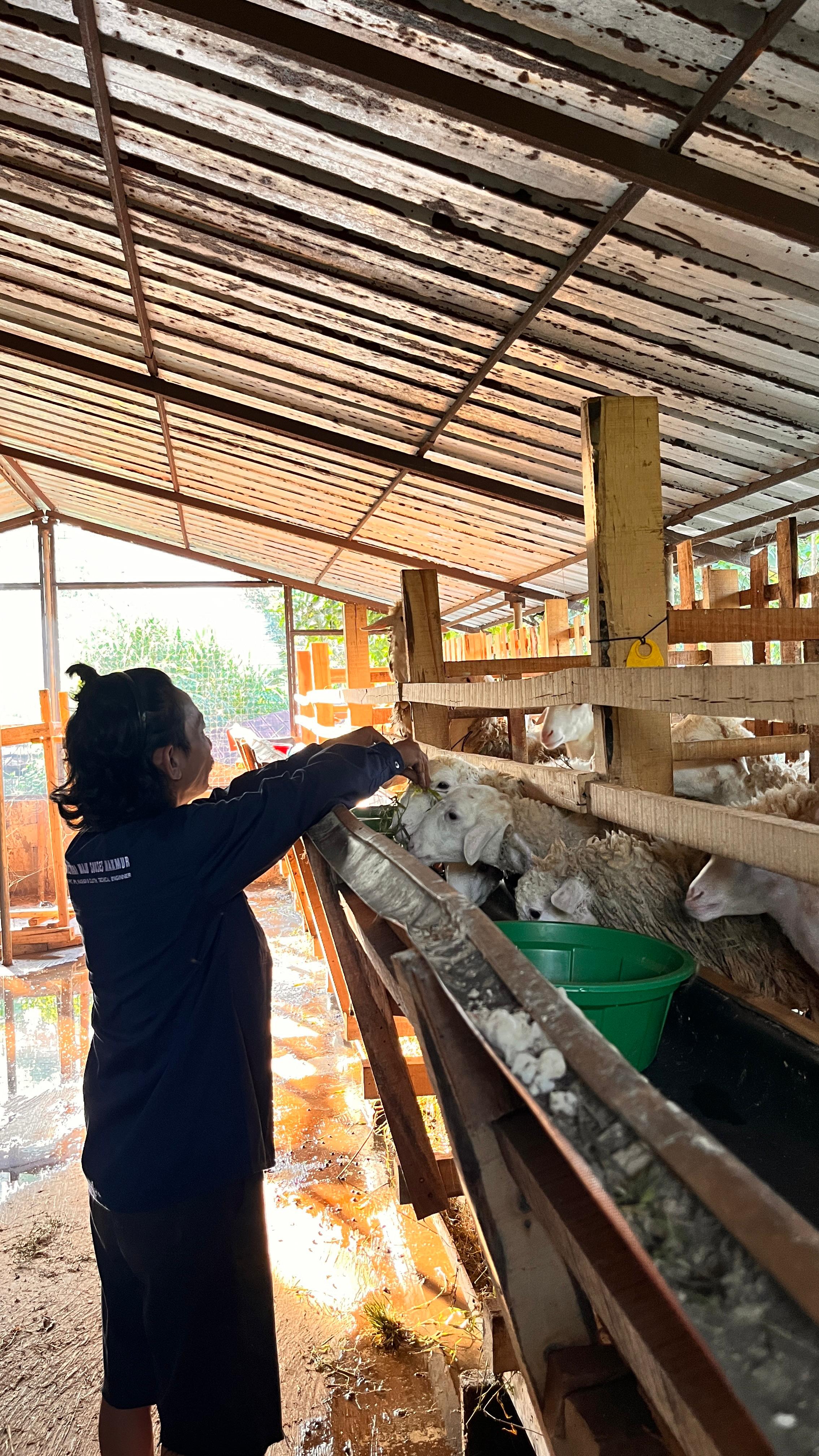 Kandang MSM Farm peternakan domba qurban Bekasi