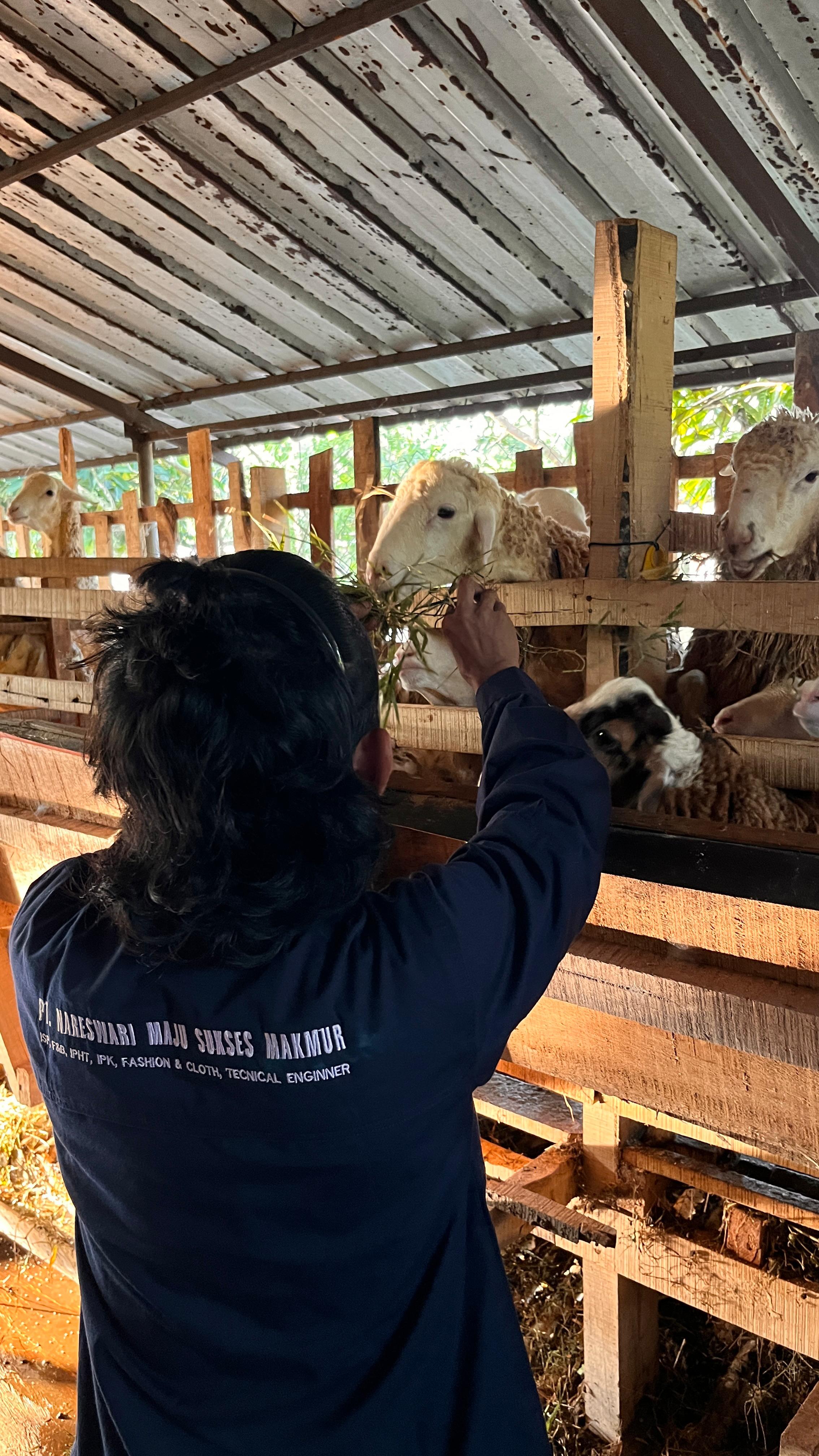 Peternakan Domba Qurban MSM Farm Kertarahayu Bekasi